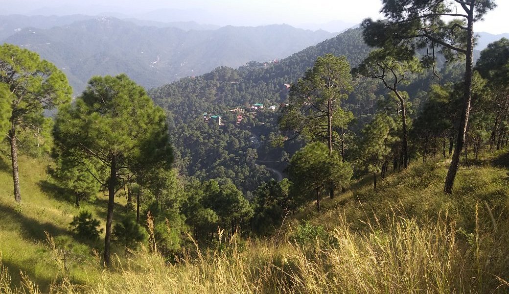 Timber Trail